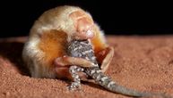 Zlatno je, nema oči, a pliva kroz pesak: Fotografisano jedno od najređih stvorenja iz pustinje