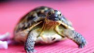 Leptiri iz Amazonije sa uživanjem piju njihove suze, a iz povređenih oklopa ponekad im curi krv