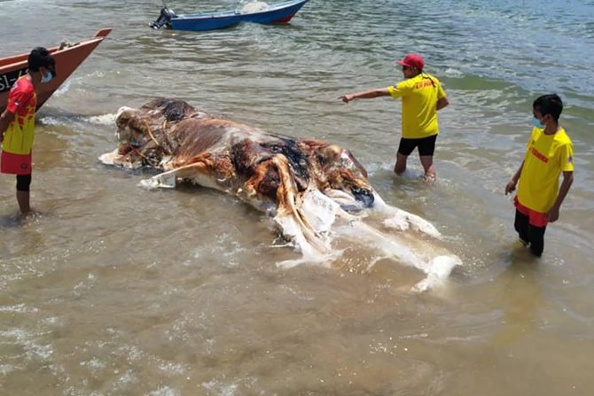 Malezija, nasukani kit Malezija, nasukani kit