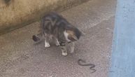 Zmija snimljena nasred ulice u Žarkovu, prišla mački koja je samo posmatrala: Da li je opasna?