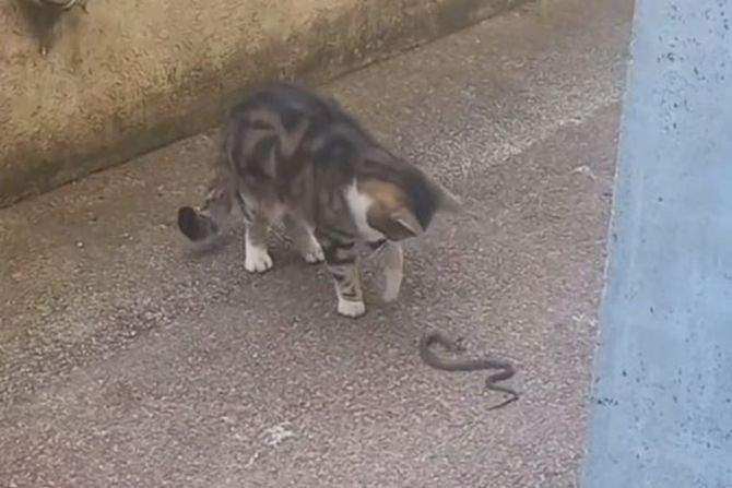 Zmija, Žarkovo Zmija, Žarkovo