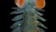 Čudni morski crv ima oči 20 puta teže od ostatka glave