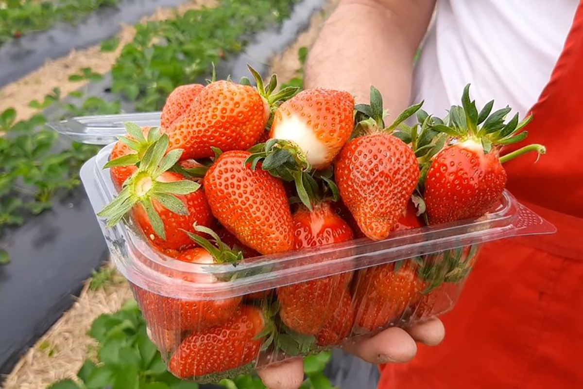 Mnogi ne znaju koliko jagoda smeju da pojedu: Evo koja količina donosi najveću korist