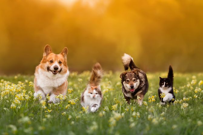 Kućni ljubimci Kućni ljubimci