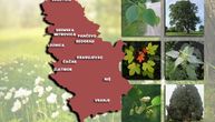UPOZORENJE za 10 gradova u Srbiji: Uslediće visoka koncentracija polena, alergični su na snažnom udaru
