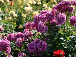 ruža, ruže, ruža Fragrant plum