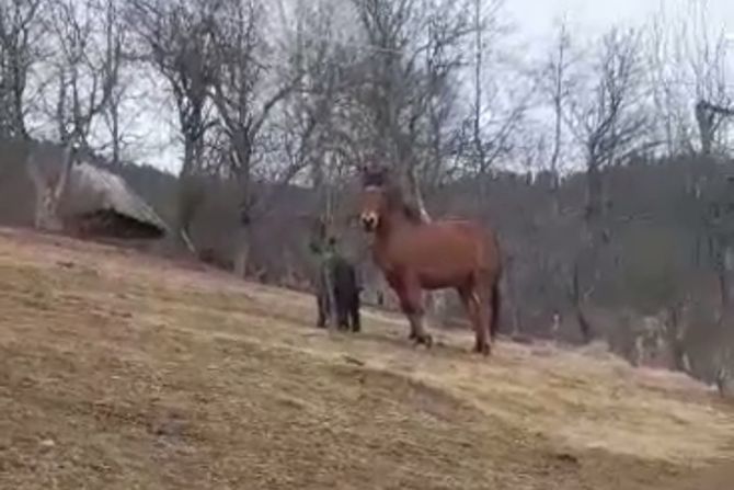 Konj, vepar, Zlatibor