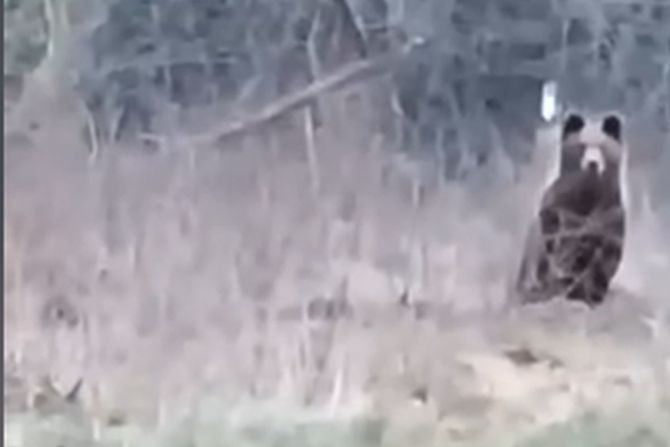 Medved meda BiH Medved meda BiH