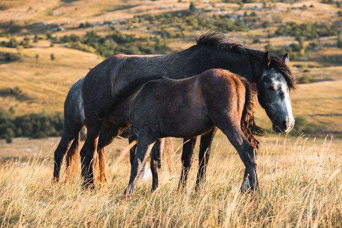 Divlji konji, Livno