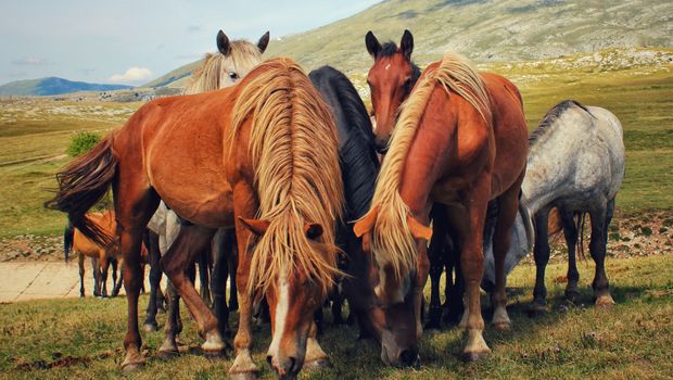 Divlji konji, Livno