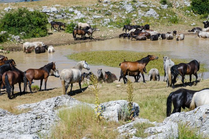 Divlji konji, Livno