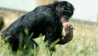 „Ženke ne biraju fine, već agresivne mužjake“: Šokantno otkriće o „hipicima među primatima“