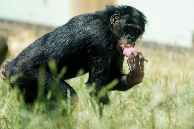 Bonobo Bonobo