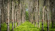 U 2023. godini ukupna šteta u šumama Srbije je ogromna: Ovi su glavni uzroci