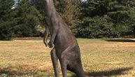 Nove vrste džinovskih fosilnih kengura