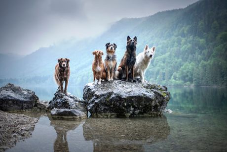 Psi koji vole vodu