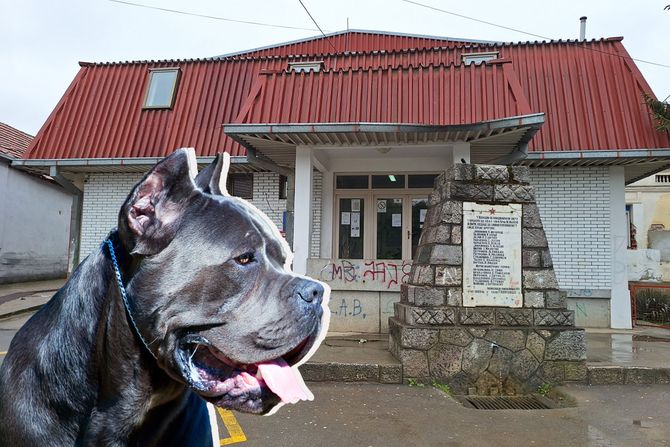 Cane Corso, Osnovna škola Branko Radičević, Gabrovac, Niš,