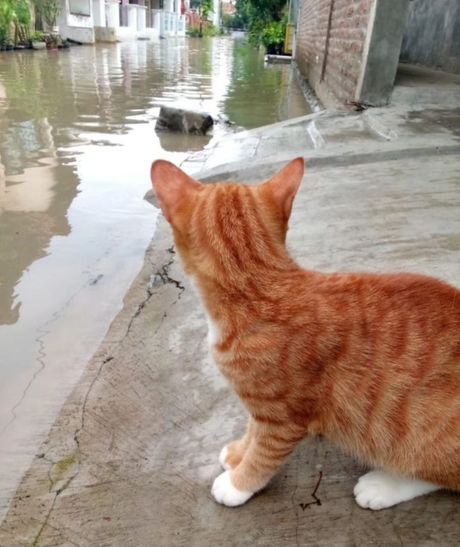 Mačka i poplava