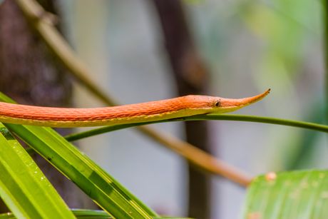 Madagaskarska zmija lisnatog nosa