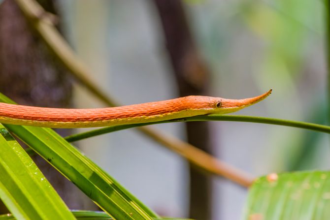 Madagaskarska zmija lisnatog nosa