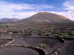 Kanarska ostrva, vino iz kratera