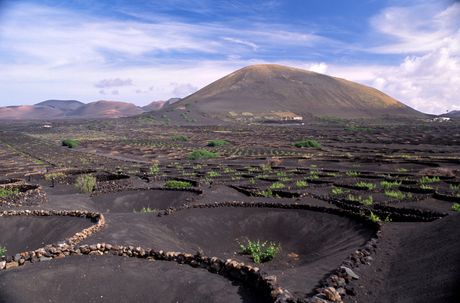 Kanarska ostrva, vino iz kratera Kanarska ostrva, vino iz kratera