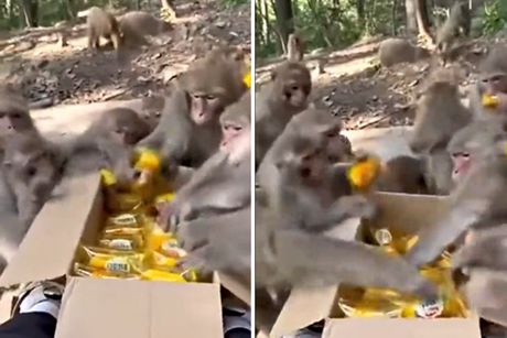 Majmuni vreme za jelo