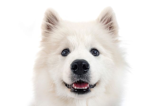 Samojed