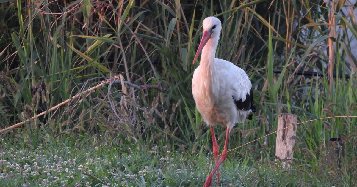 Dobro nam došao, Prvoje! Velika radost meštana srpskog sela: Stari znanac došao i ove godine