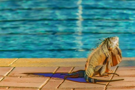 Iguana