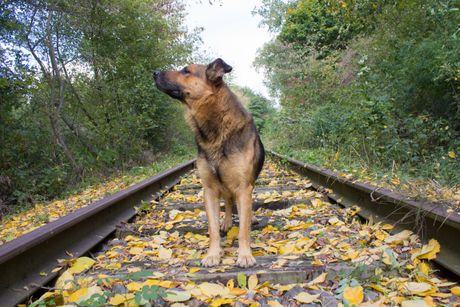 Pas na železničkim šinama