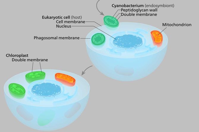 endosimbioza, hloroplast