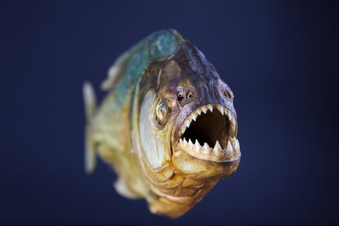 Pirana Pirana