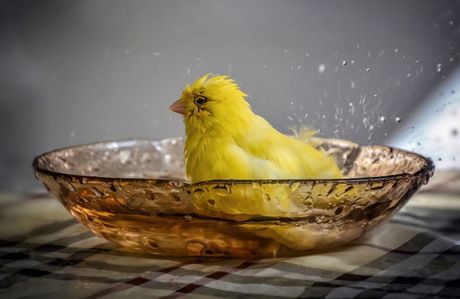 Kupanje ptice