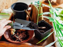 đumbir, sadnja đumbira