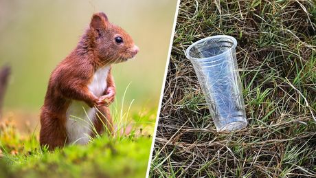 Veverica i plastična čaša