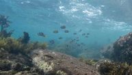 Klimatske promene podržavaju invaziju tropskih riba u australijske okeanske vode