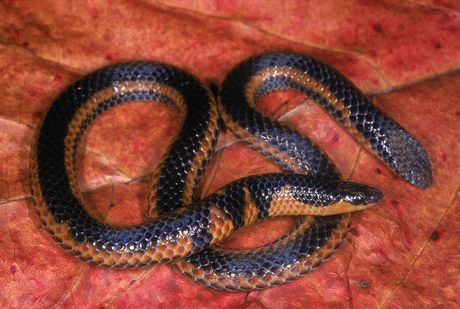 Dvolinijska zmija štitastog repa
