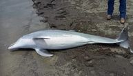 Delfin izrešetan mecima nađen na plaži: Vlasti nude nagradu od 18.000 evra za informaciju o zločincu