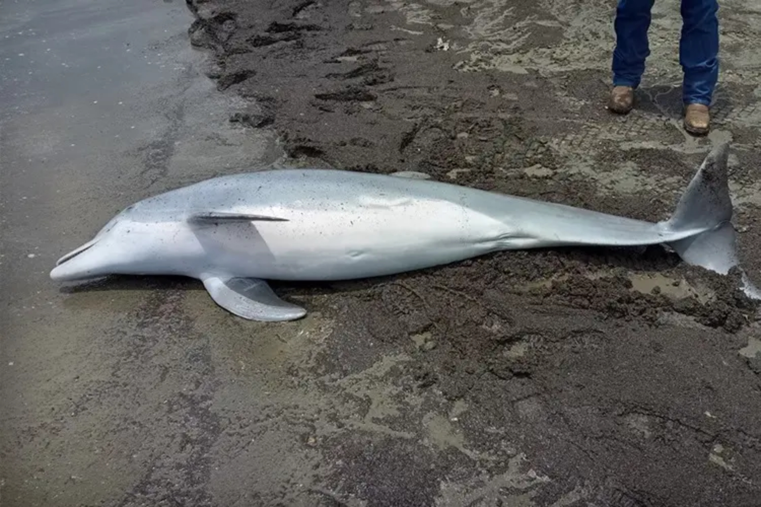 Umag: Pronađen delfin ubijen iz vatrenog oružja!