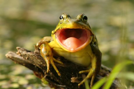 Žaba Žaba