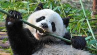 Kad pandama padne roletna: Oborile čuvarku u zoo-vrtu, kamera snimila dramatičan okršaj