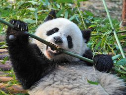 panda