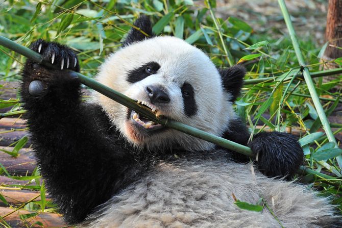 panda panda