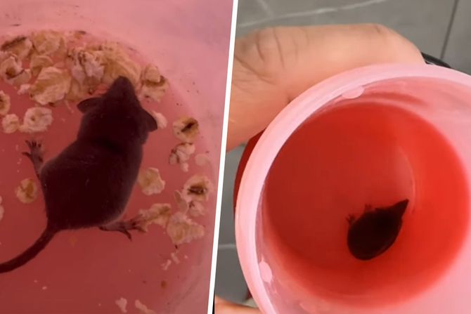 šumska rovčica šumska rovčica