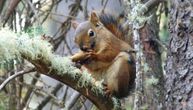Rana trauma skraćuje život veverica, a klimatske promene bi mogle učiniti situaciju još lošijom