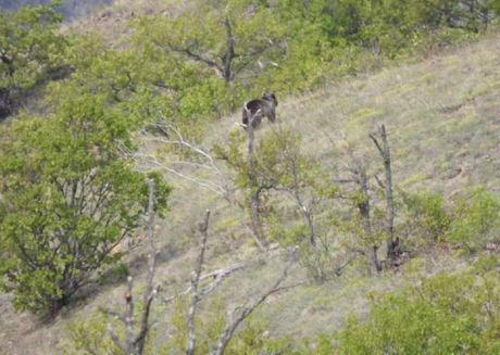 Na Zlatiboru se lovočuvari susreli sa medvedom