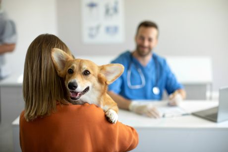 Ljubimci kod veterinara