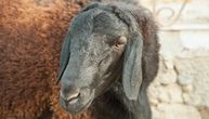 Džinovska ovca spas od klimatskih promena u brdima oko Dušanbea