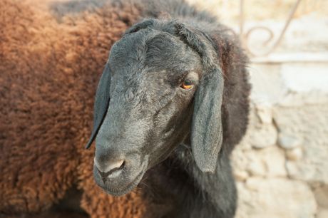 Hisarska ovca